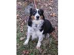 Adopt Nova a Black Australian Shepherd / Mixed dog in Malvern, PA (39765847)