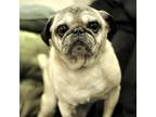 Adopt Tidwell a Tan/Yellow/Fawn - with Black Pug / Mixed dog in Grapevine