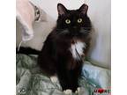 Adopt Kito a Domestic Longhair / Mixed (long coat) cat in Maryville