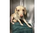 Adopt Lizzy a Mixed Breed (Medium) / Mixed dog in Jonesboro, AR (40461293)