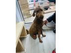 Adopt Rocky a Red/Golden/Orange/Chestnut Goldendoodle / Mixed dog in Atlanta