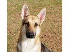 Adopt Will a Black - with Tan, Yellow or Fawn German Shepherd Dog / Mixed dog in