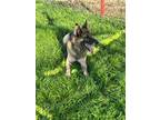 Adopt Tyson a German Shepherd Dog / Mixed dog in Addison, TX (40463092)