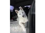 Adopt Luna Tuna a White Siberian Husky / Mixed dog in Garden City, MI (40382945)