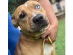 Adopt Bridgette a Mixed Breed (Medium) dog in Whitestone, NY (39750656)