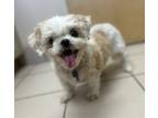 Adopt Madeline a White Shih Tzu / Mixed dog in Cape Coral, FL (39276764)