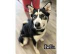 Adopt Bella a Siberian Husky dog in Catoosa, OK (40308132)