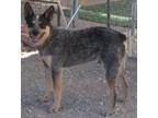 Adopt Winston (A1759890) a Cattle Dog / Mixed dog in Pahrump, NV (39420346)
