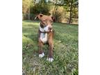Adopt Vixen a Brown/Chocolate - with White Mixed Breed (Medium) / Mixed dog in