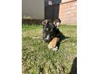 Adopt Belle a Black - with Tan, Yellow or Fawn German Shepherd Dog / Mixed dog