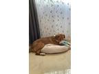 Adopt Canela a Brown/Chocolate - with White Mixed Breed (Medium) / Mixed dog in