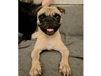 Adopt Malloy a Black - with Tan, Yellow or Fawn Pug / Mixed dog in Dana Point