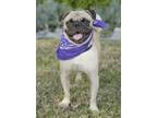 Adopt Malloy a Black - with Tan, Yellow or Fawn Pug / Mixed dog in Dana Point