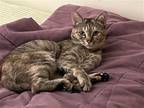 Adopt Kichona a Domestic Shorthair / Mixed cat in Oakland, CA (40460906)