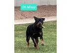 Adopt Missy OS a Black - with Brown, Red, Golden, Orange or Chestnut Rottweiler
