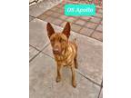 Adopt Apollo OS a Brindle Shepherd (Unknown Type) / Pit Bull Terrier dog in
