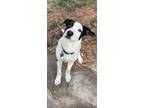 Adopt Jerry a White - with Black Border Collie / Terrier (Unknown Type