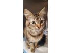 Adopt Chirpy a Brown or Chocolate Domestic Shorthair / Domestic Shorthair /