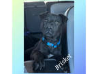 Adopt Brisket a Black Mixed Breed (Medium) / Mixed dog in Amarillo