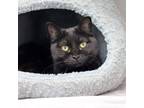 Adopt Lucinda a All Black Domestic Shorthair / Domestic Shorthair / Mixed cat in