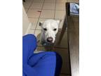 Adopt Dobby a White - with Tan, Yellow or Fawn Labrador Retriever / American Pit