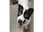 Adopt Miles a White - with Black Pit Bull Terrier / Pointer / Mixed dog in