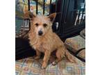 Adopt Shotzy a Tan/Yellow/Fawn Westie, West Highland White Terrier dog in Phenix