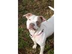 Adopt Haillie a White Terrier (Unknown Type, Small) / Mixed dog in Moncks