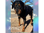 Adopt Reina a Black Rottweiler / Mixed (short coat) dog in Amarillo