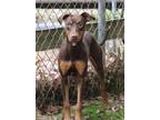 Adopt Lotte a Labrador Retriever / Mixed dog in Rossville, TN (40453898)