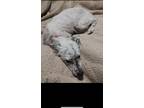 Adopt Chacho a White - with Black Australian Cattle Dog / Mixed dog in
