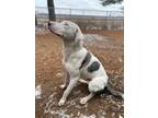 Adopt Woody a White Mixed Breed (Large) / Mixed dog in Wautoma, WI (40453191)