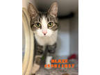 Adopt Blaze a Brown or Chocolate Domestic Shorthair / Domestic Shorthair / Mixed