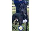 Adopt Boogie a Black Mixed Breed (Medium) / Mixed dog in shelbyville
