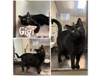 Adopt Gigi a All Black Domestic Shorthair / Domestic Shorthair / Mixed cat in