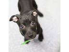 Adopt Beth a Black American Pit Bull Terrier / Mixed dog in Atlanta