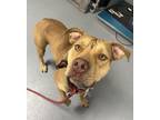 Adopt Luna a Red/Golden/Orange/Chestnut Mixed Breed (Large) / Mixed dog in