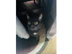 Adopt Monica a All Black Domestic Shorthair (short coat) cat in Erie