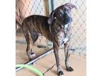 Adopt Apple a Brown/Chocolate - with Black Hound (Unknown Type) / Mixed dog in