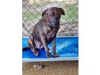 Adopt Kiwi a Brown/Chocolate - with Black Hound (Unknown Type) / Mixed dog in