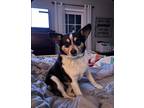 Adopt Foscoe a Tricolor (Tan/Brown & Black & White) Texas Heeler / Mixed dog in