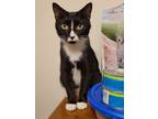 Adopt Lucy a Black & White or Tuxedo Domestic Shorthair (short coat) cat in