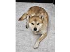 Adopt Manse a Tan/Yellow/Fawn Jindo / Shiba Inu / Mixed dog in Los Angeles