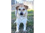 Adopt Quilly - Adoptable a Hound (Unknown Type) / Mixed Breed (Medium) / Mixed