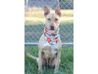 Adopt Elena - Adoptable a Terrier (Unknown Type, Small) / Mixed Breed (Medium) /