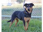 Adopt Nicole - Adoptable a Shepherd (Unknown Type) / Rottweiler / Mixed dog in