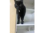 Adopt Sam a Domestic Mediumhair / Mixed (short coat) cat in Pittsfield