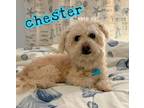 Adopt Chester a Shih Tzu / Terrier (Unknown Type, Small) / Mixed dog in El