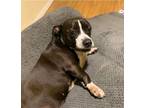 Adopt Midnight a Black - with White Staffordshire Bull Terrier / Cardigan Welsh