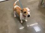 Adopt Lukas a Tan/Yellow/Fawn - with White Jack Russell Terrier / Mixed dog in